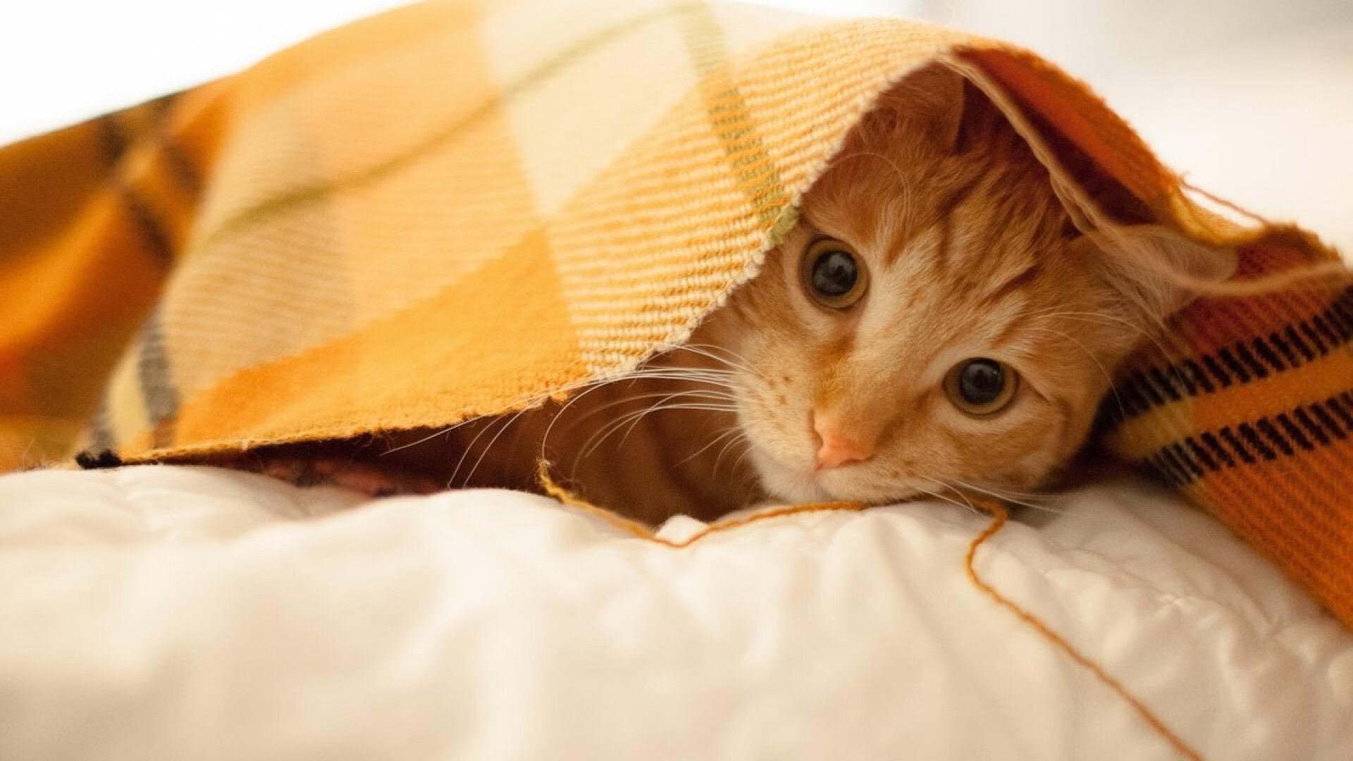 【规则变化盘点】对运动员策略有哪些新影响?,运动员的规则