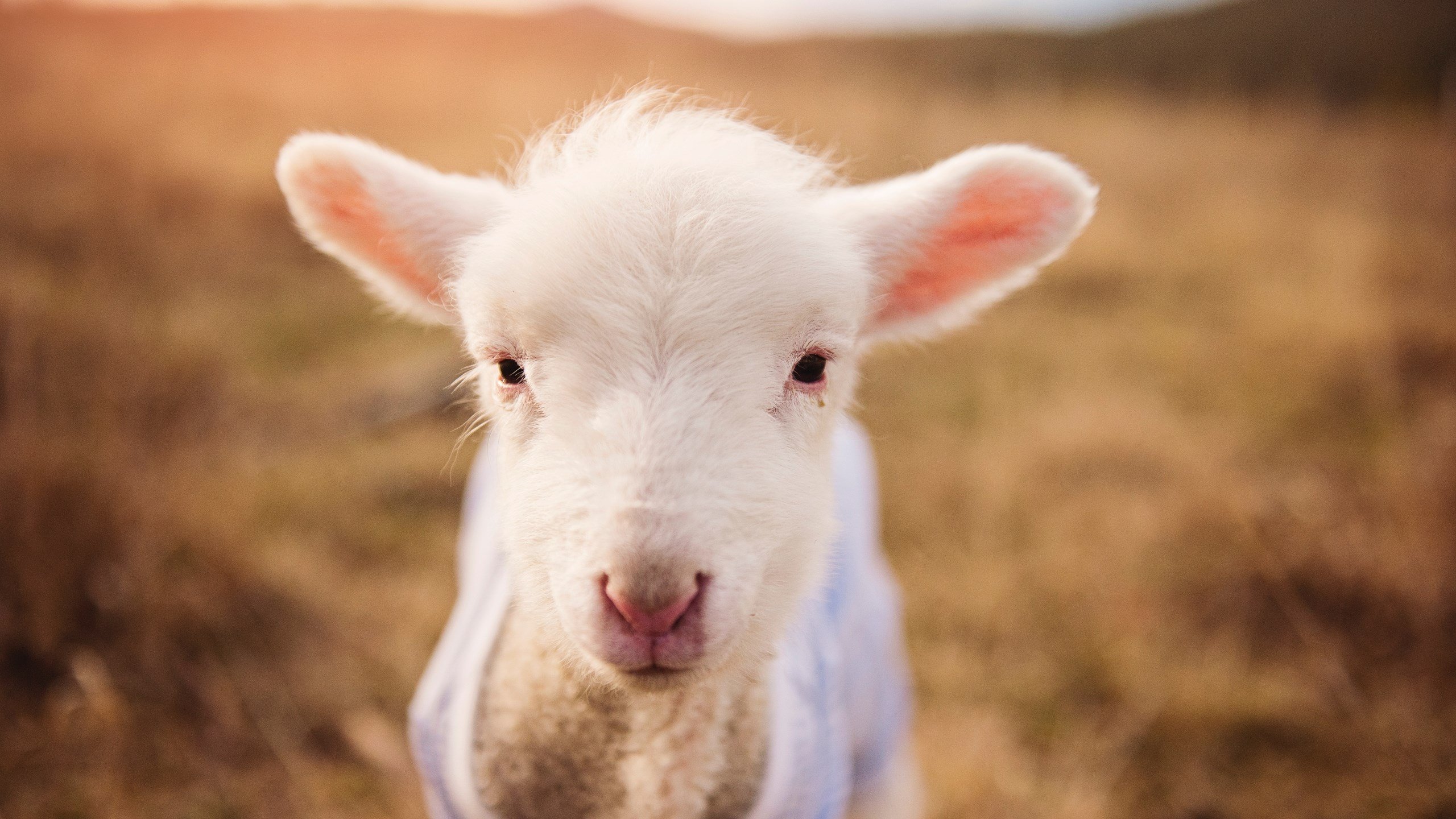 开云体育网页版入口-关键封盖：李磊封堵上海队最后一攻，稳住胜局！，李磊 上海